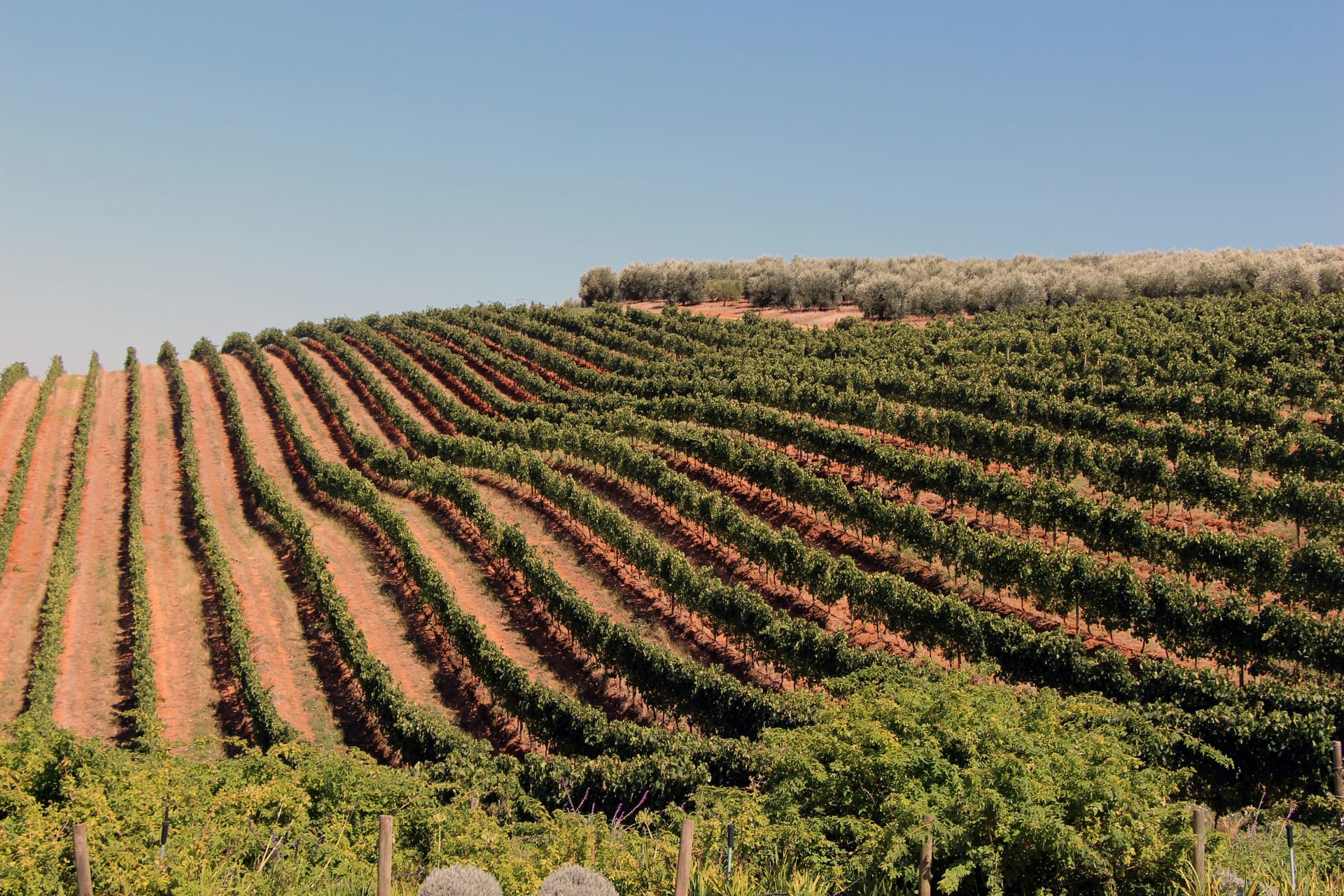 Vineyard